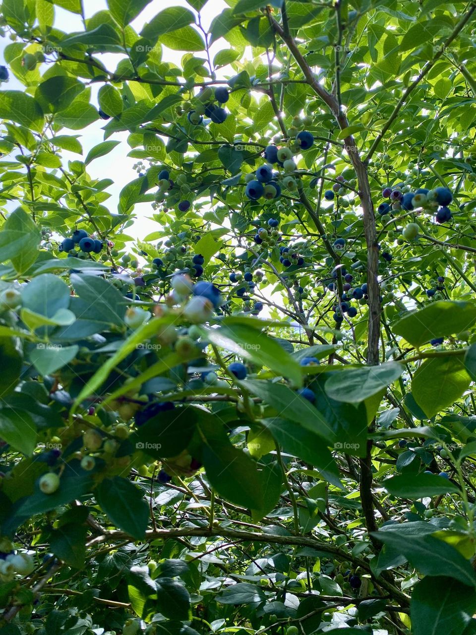 This image shows a cluster of blueberries at various stages of ripeness on the bush. The berries range from green (unripe) to pink (partially ripe) to dark blue (ripe). The leaves are a healthy green, indicating a well-maintained plant.