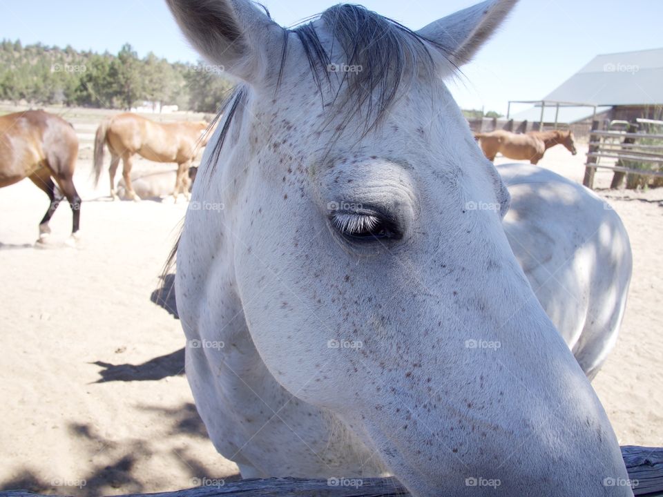 Beautiful horses in a pen on a Central Oregon ranch on a sunny summer day. 