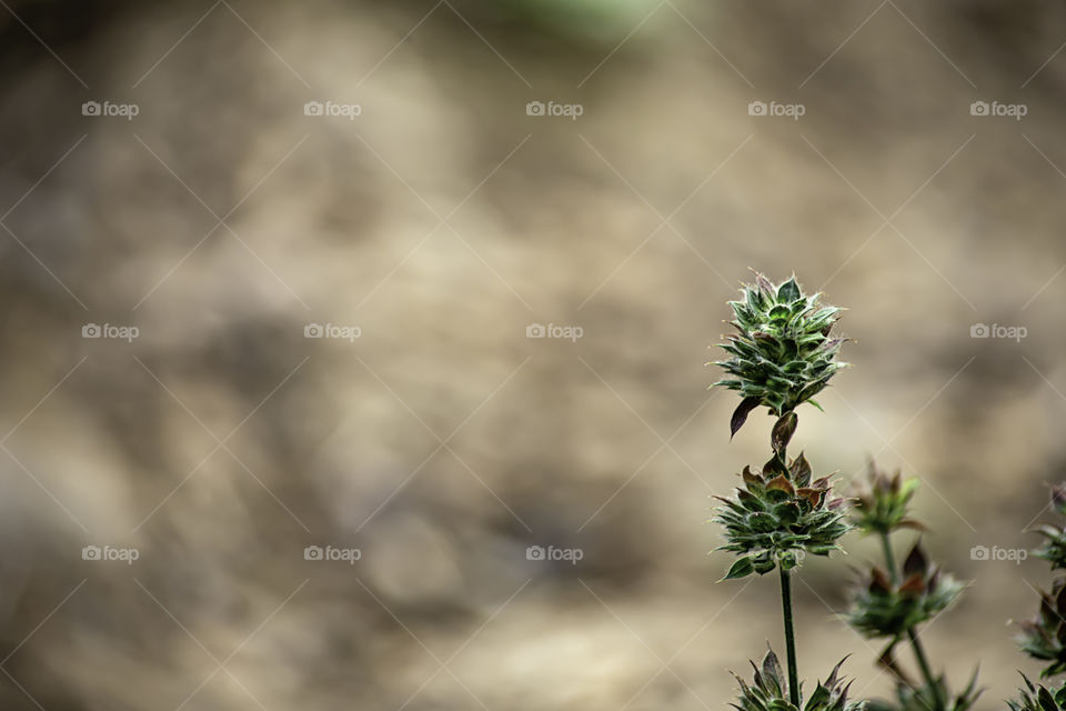 Small green tree on background blurry Brown leaves.