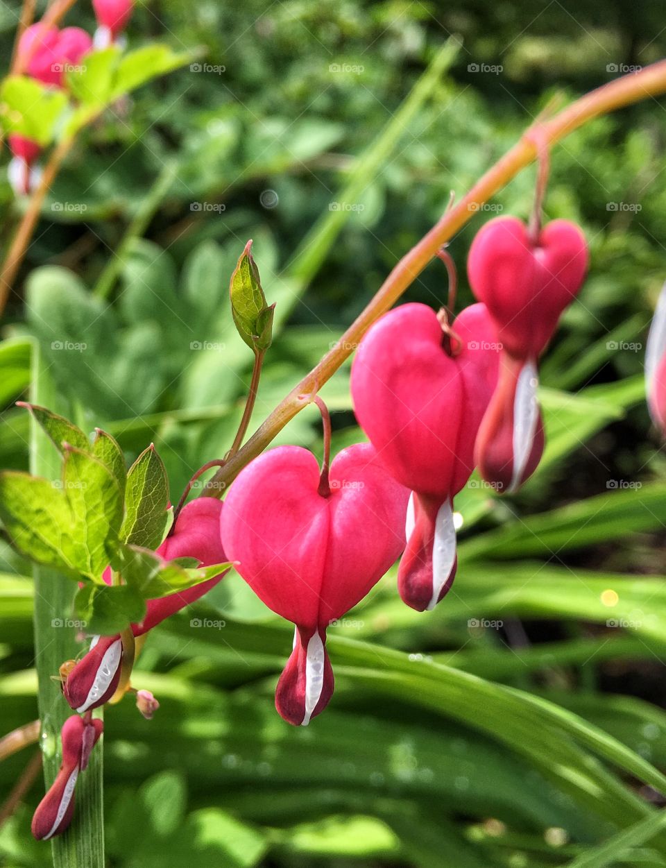 Bleeding heart flower blooming in garden