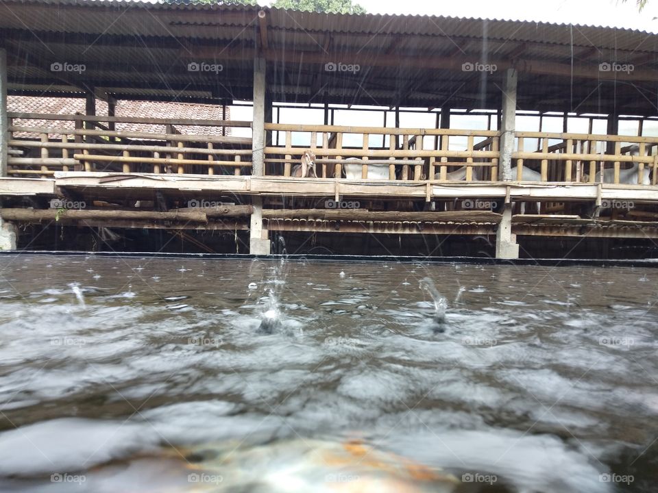 rain splash on koi pool