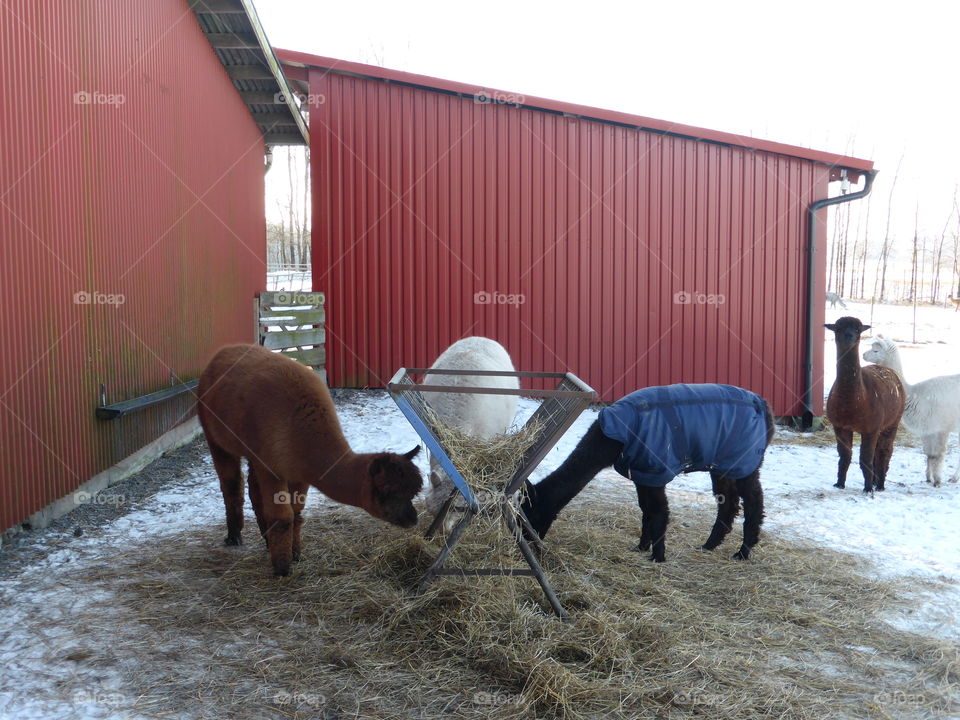 Alpacas