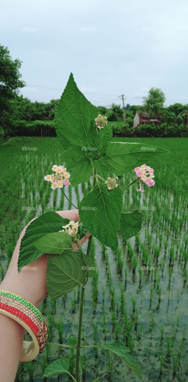 Nature of village power