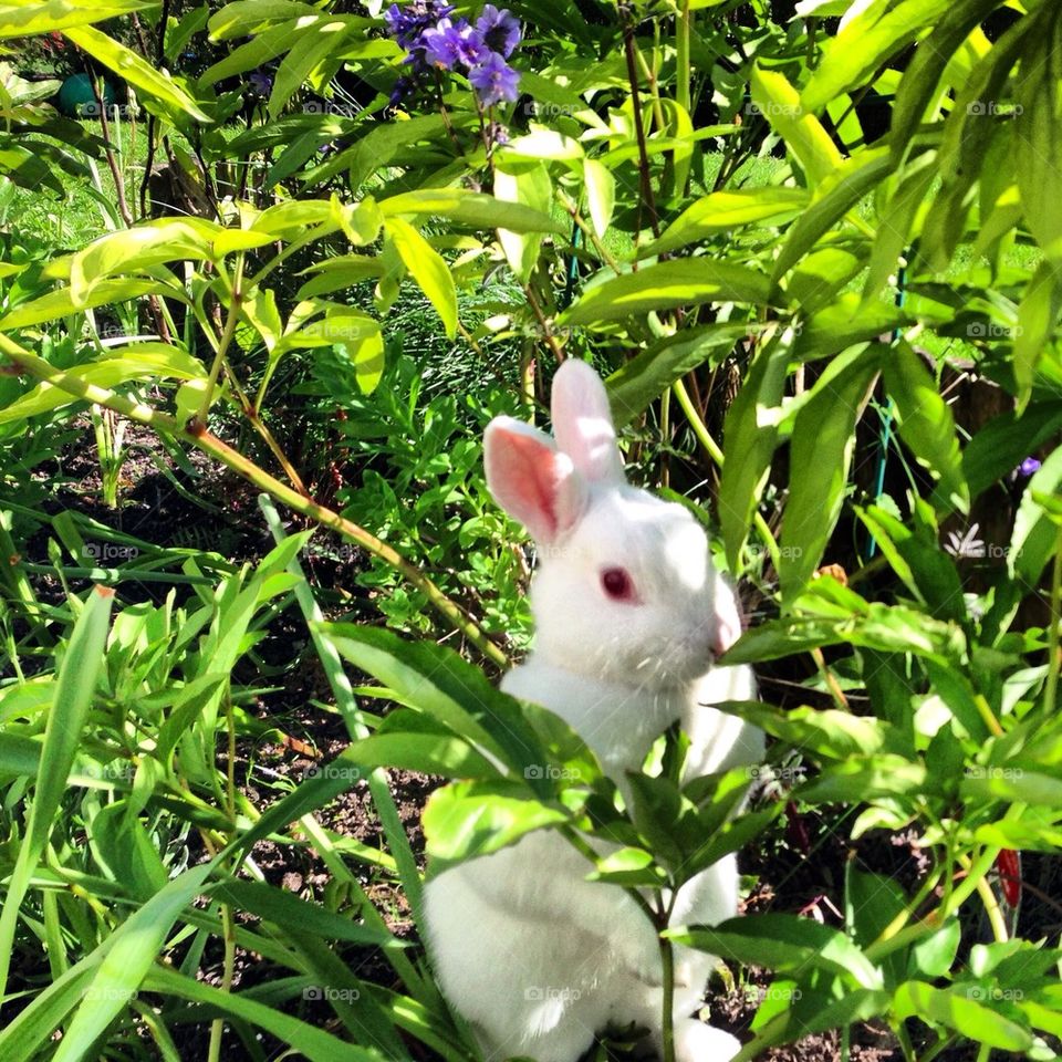 Rabbit in the flower bed
