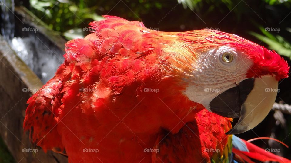 Brazilian red macaw