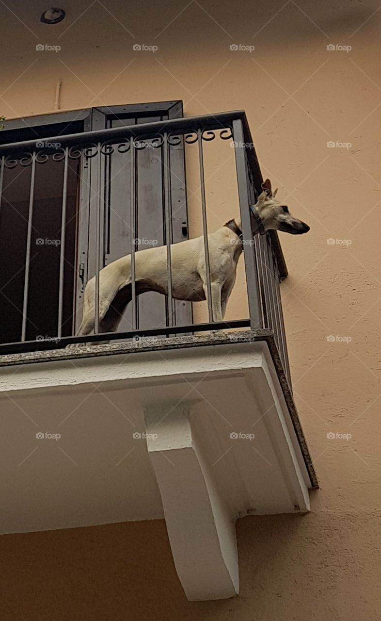 Greyhound waiting for master on a balcony
