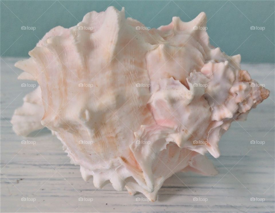 Sea Shell Conch