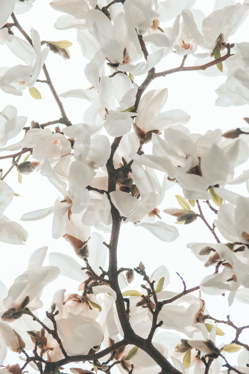 Close up of branches with white cherry blossoms in orchard in spring. Spring flowers. Spring background