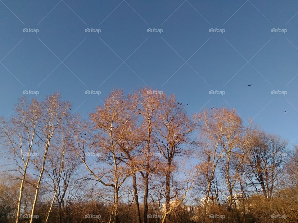 Trees without leaves