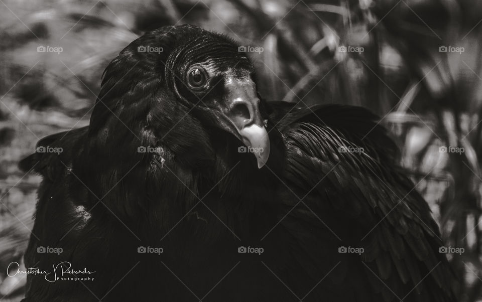 Vulture