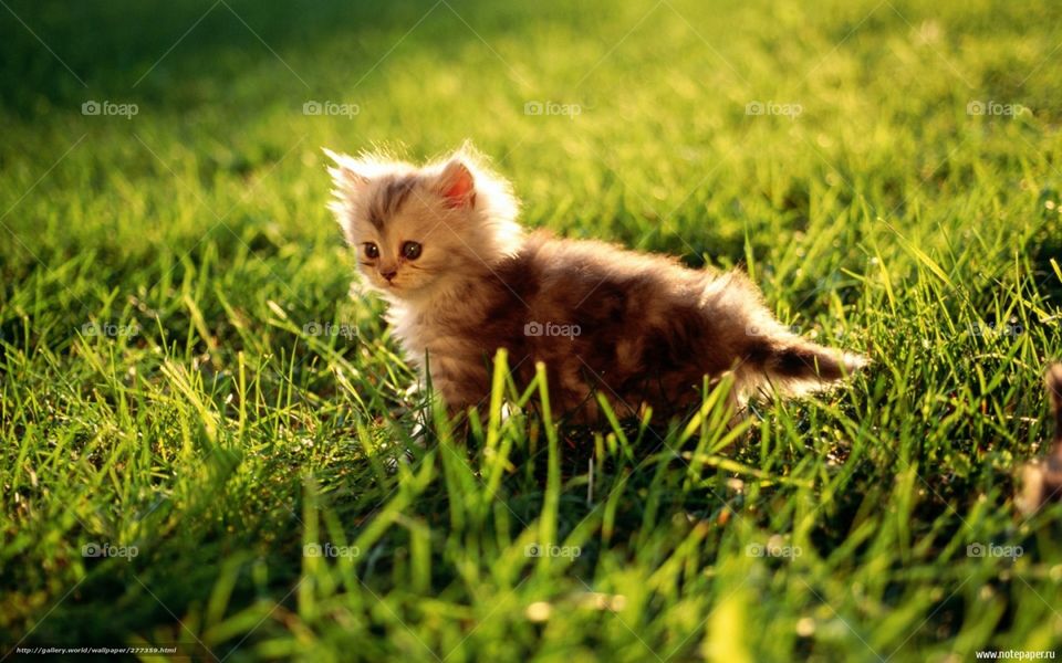 lindo gatito en el jardin
pequeño gatito
mascotas tiernas, gatos
pequeños grandes amigos felinos.