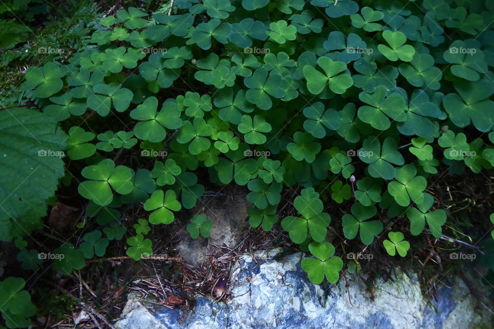 Beautiful clover on stone summer 2020