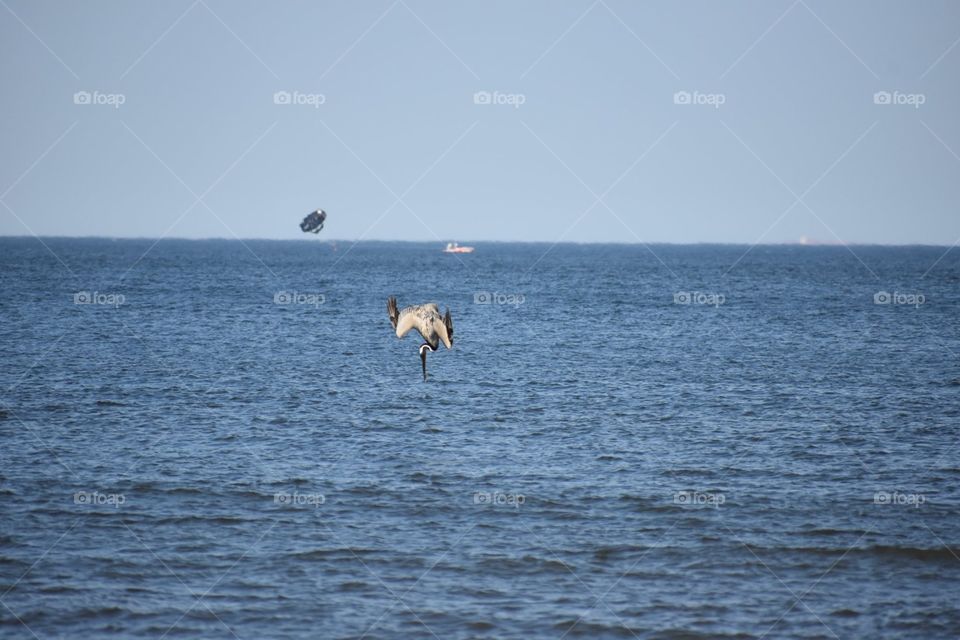 Pelican diving for fish off Virginia coast