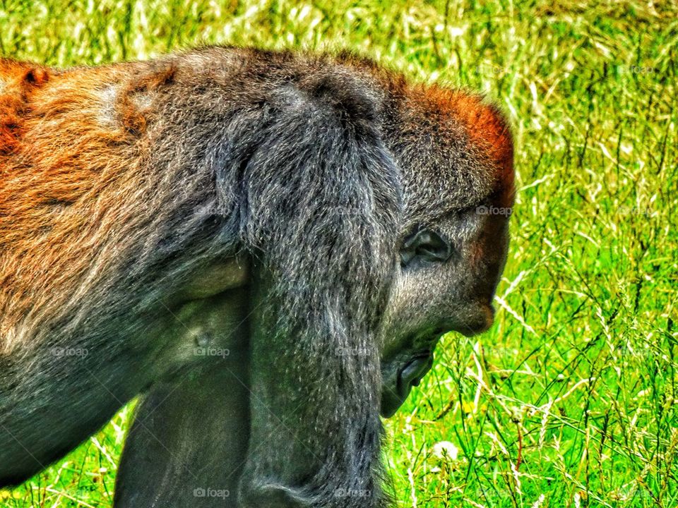 Eastern Lowland Gorilla