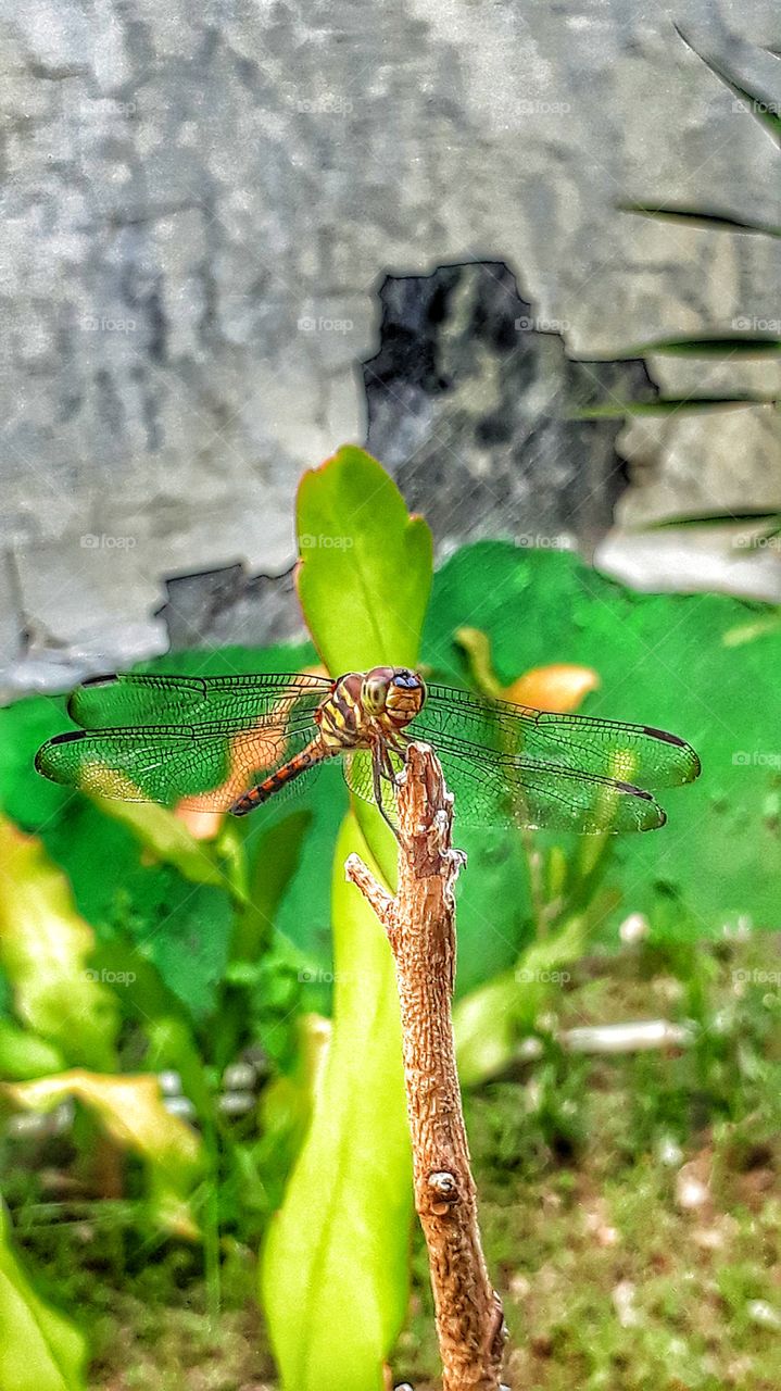 Dragonfly on garden
