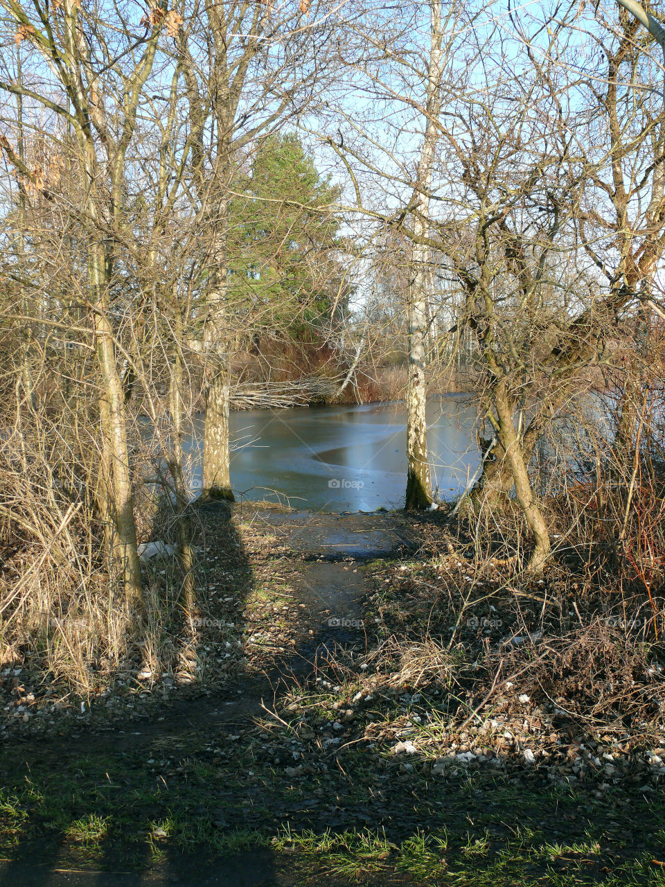 Tranquil scene of trees at frozen lake in Zehdenick, Germany.