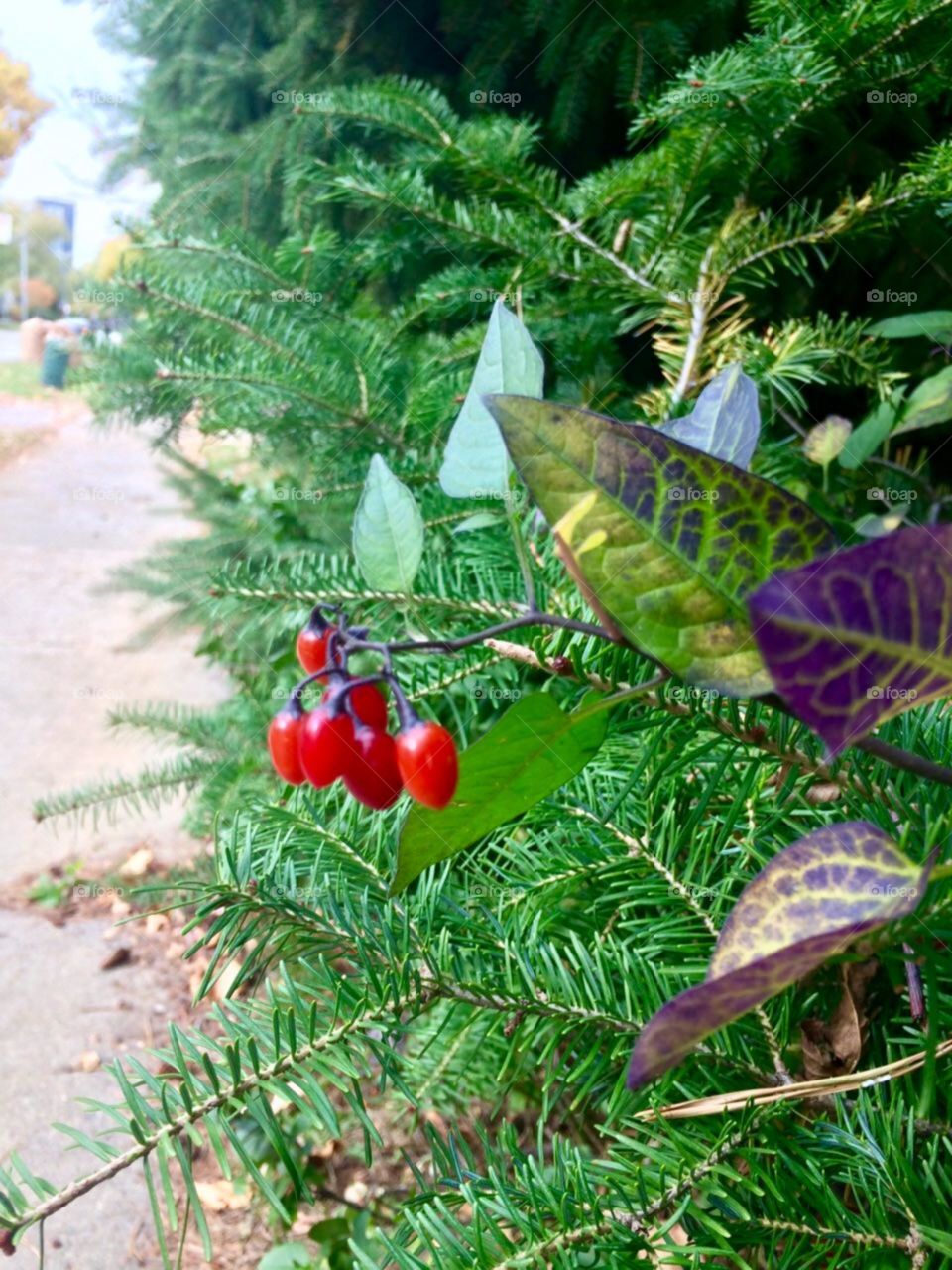 Fresh fruit 