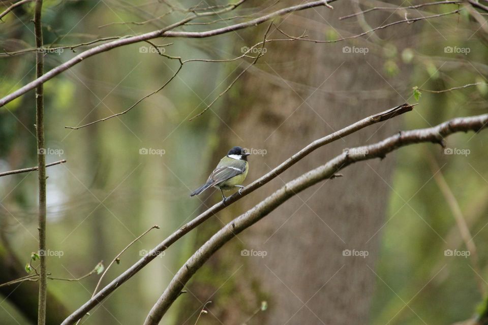 Close-up of a tit sitting on a branch