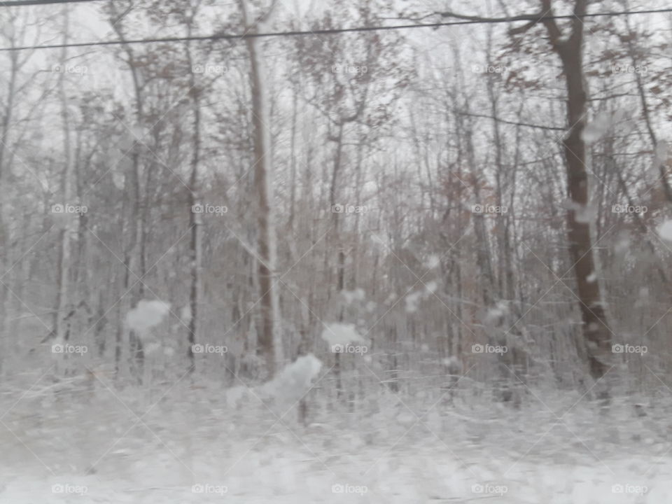 more snow trees...