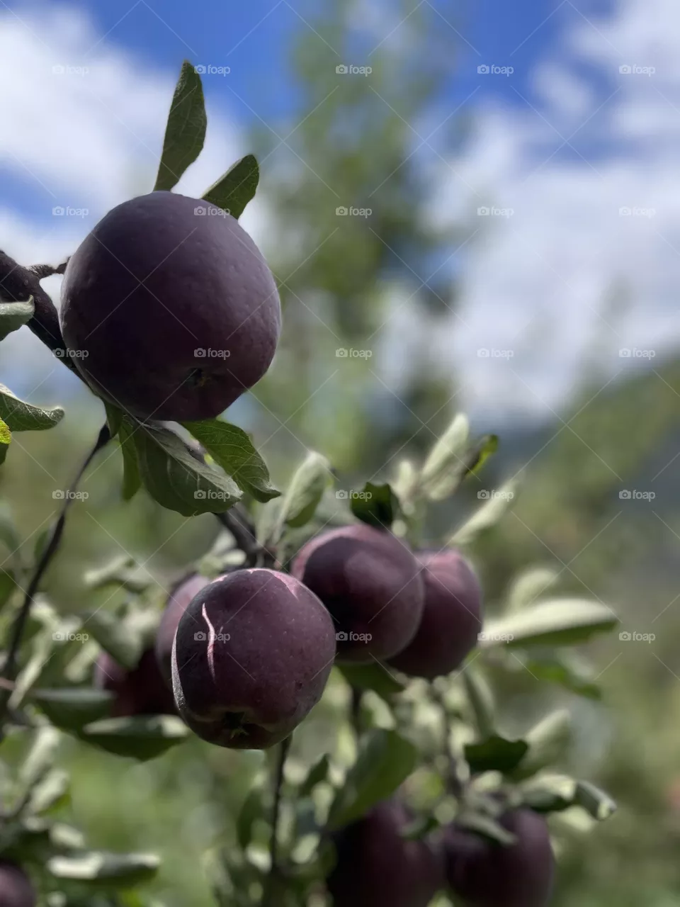 Early apple varieties ripening 