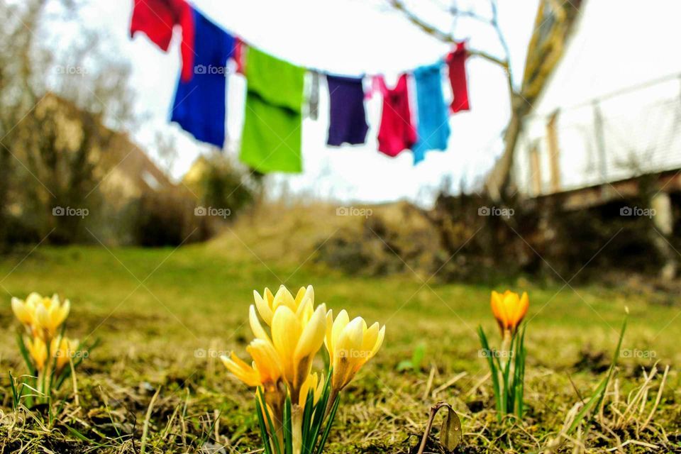 yellow crocuses and laundry on the clothesline rope