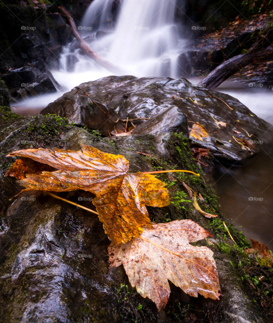 Tranquil waterfall on a scenic walk near Cwmtydu, Wales.