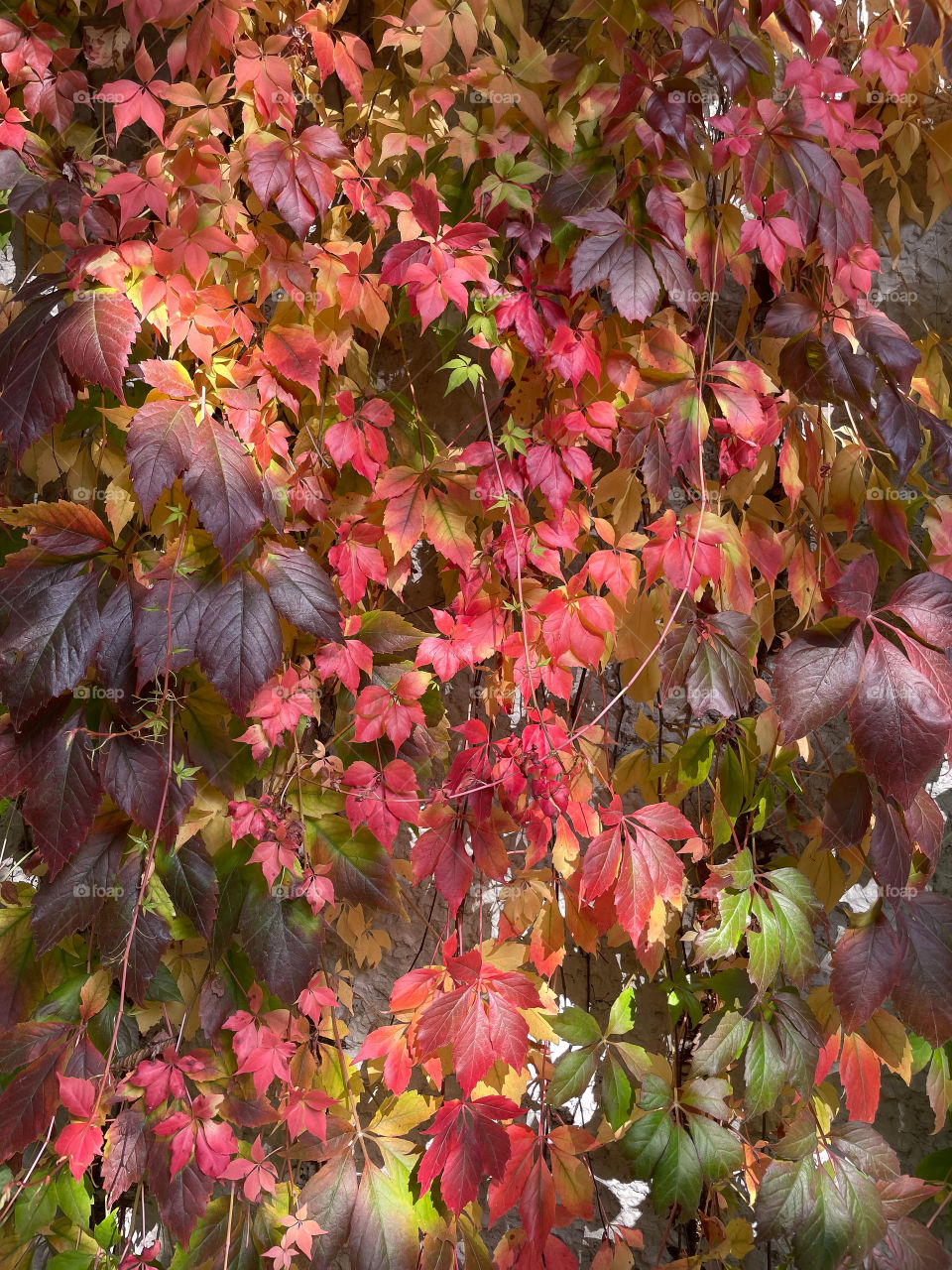 Wall of leaves