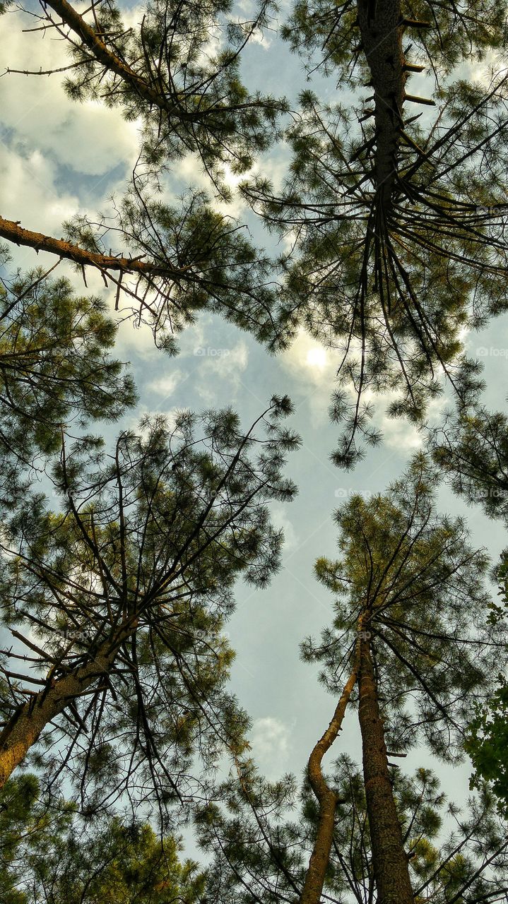 forests sky