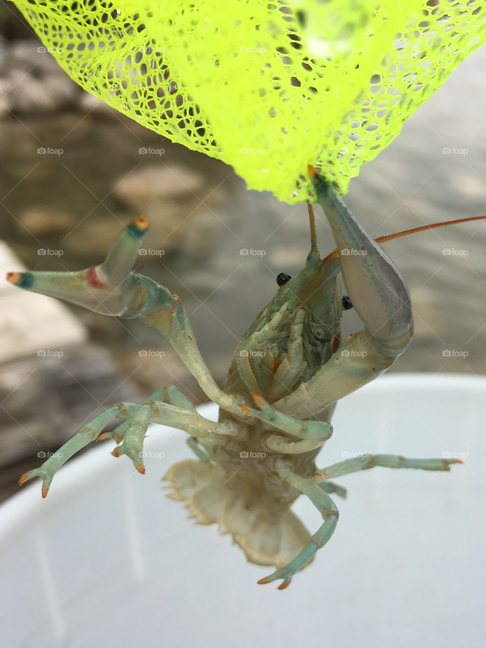 Clawing Crayfish