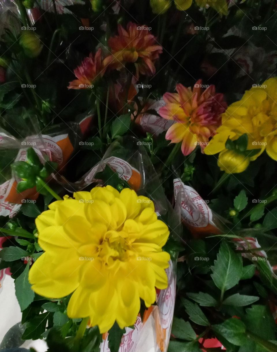 Dáhlias flores belas e encantadoras,  originárias do Mexico. Os índios daquela região  foram os primeiros a cultivar dálias, ainda no período do Império Asteca. Por volta do final do século XVIII.