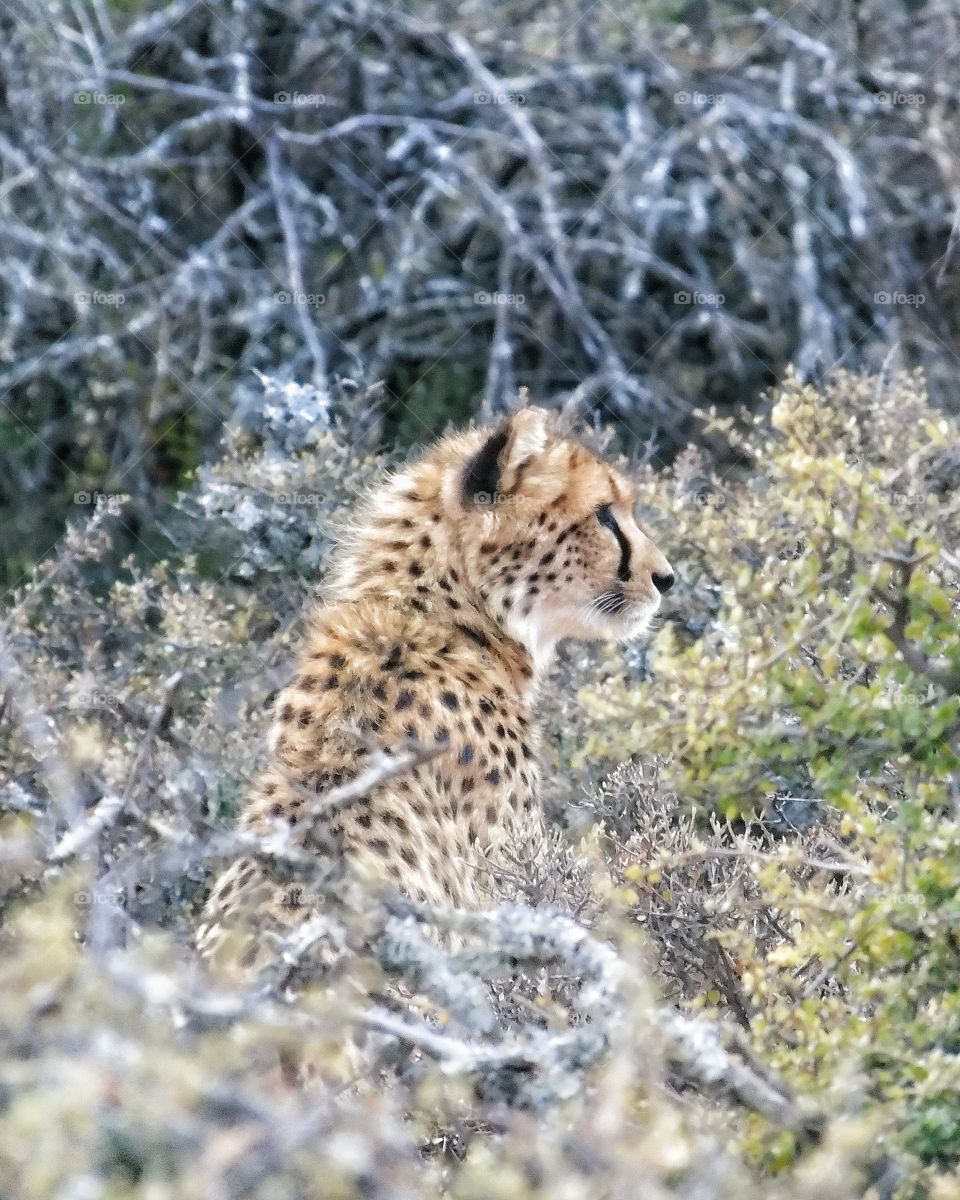 cheetah on the bush