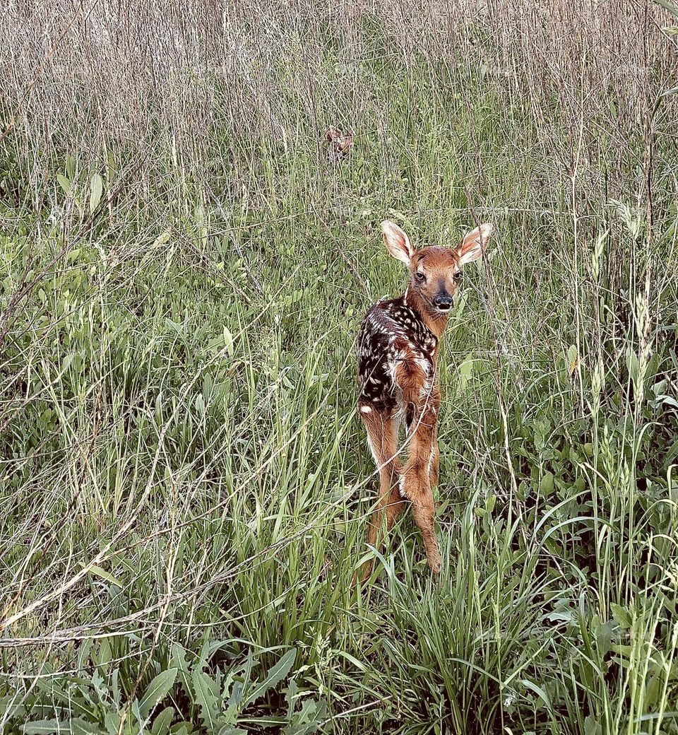 New Born Fawn Deer in Tall Grass in the Wild 