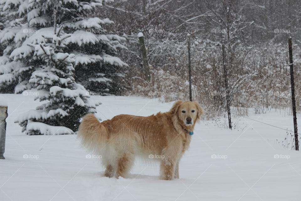 Kaci . out for a walk during a snowstorm 
