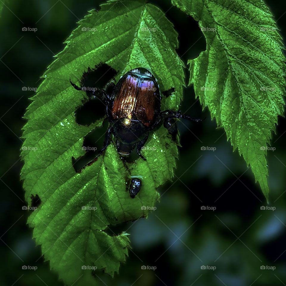 Japanese Beetle With Babies