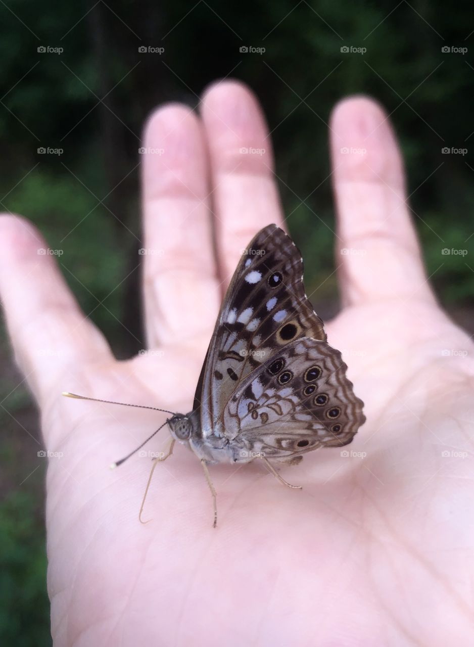 Butterfly in hand