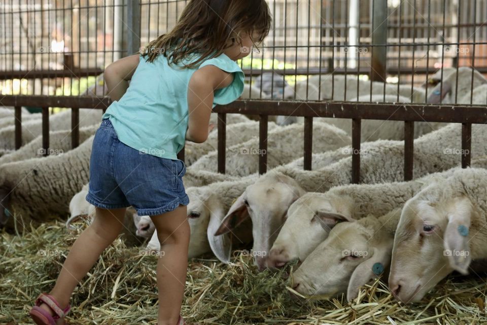 Little girl looking at the sheeps eating their meal