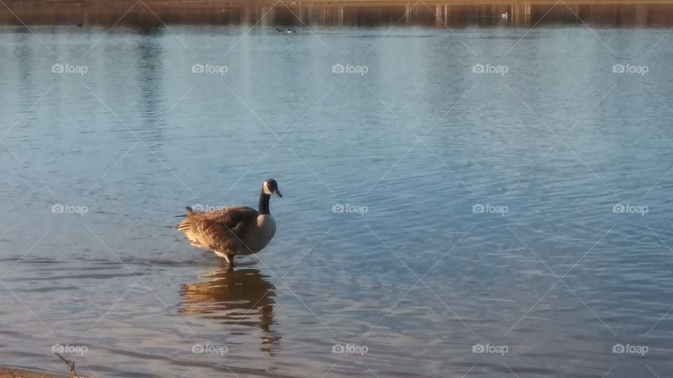 duck in lake