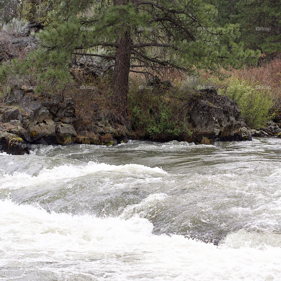 The beautiful spring waters of the Deschutes River in Central Oregon flows along its ponderosa pine tree covered banks near Lava Island.