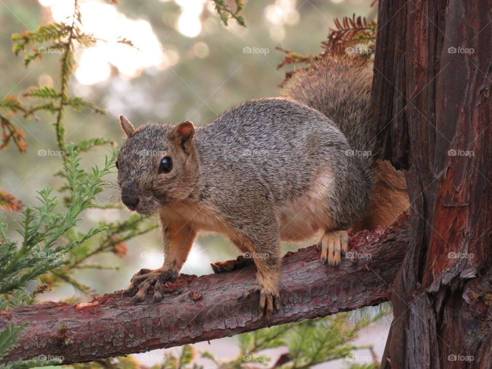 Squirrel Sighting