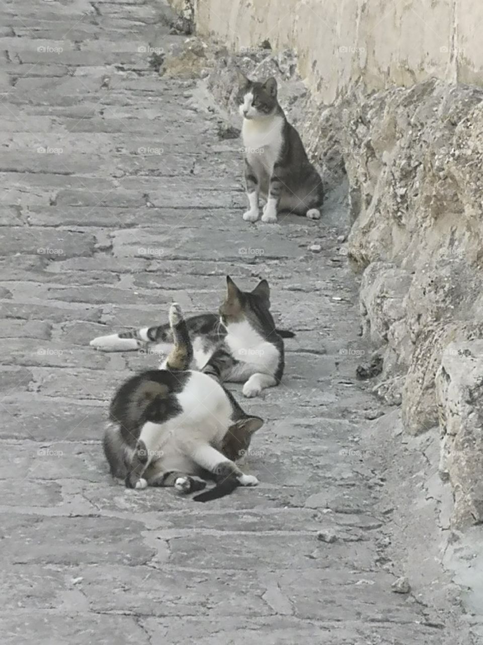 Trio Cat