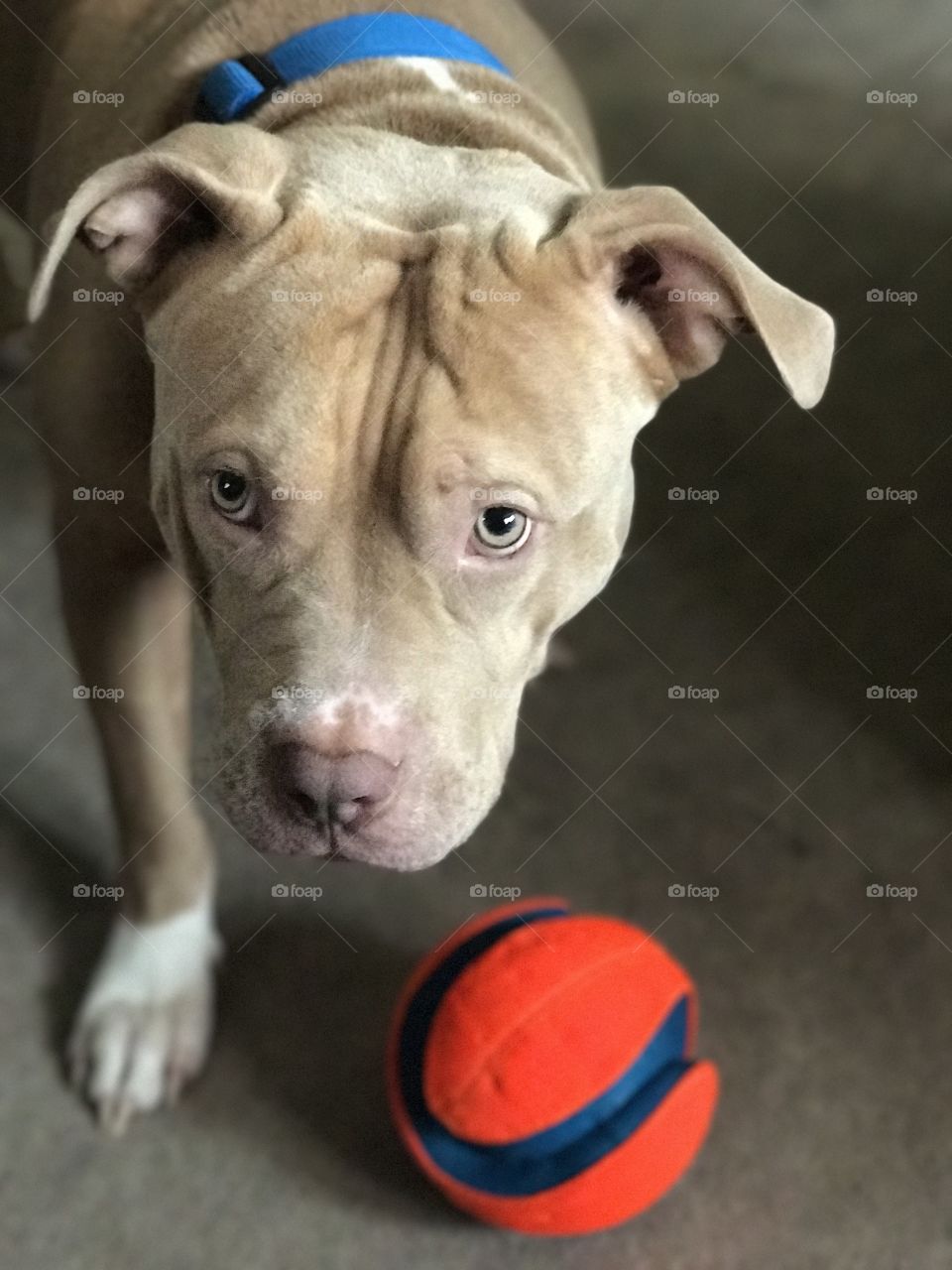 Pitbull playing with his chuck-it ball toy and the human taking his picture. 