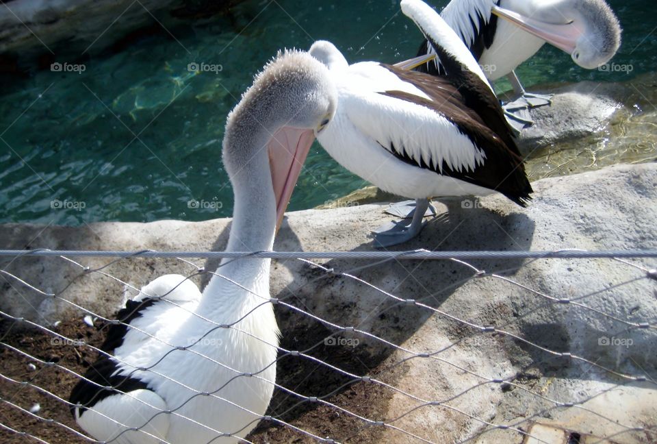 Australian Pelicans at Taronga. Native Birds at Taronga Zoo