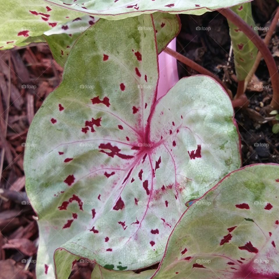 Caladium