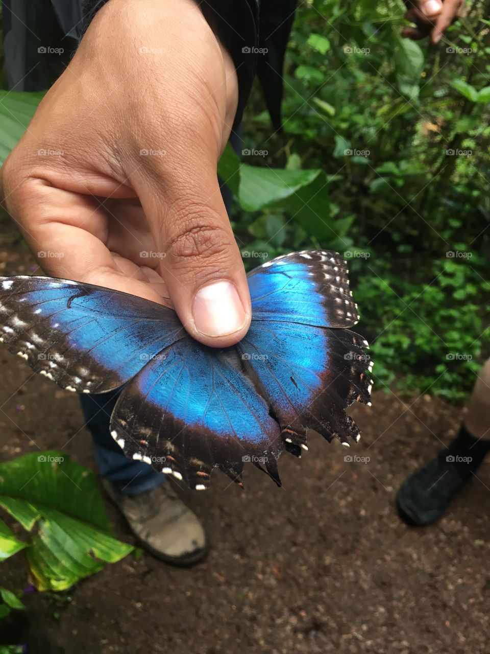 Morph blue butterfly 
