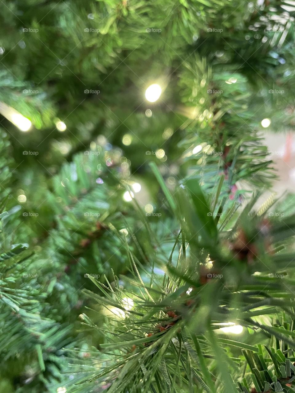 Close-up of Christmas Tree 