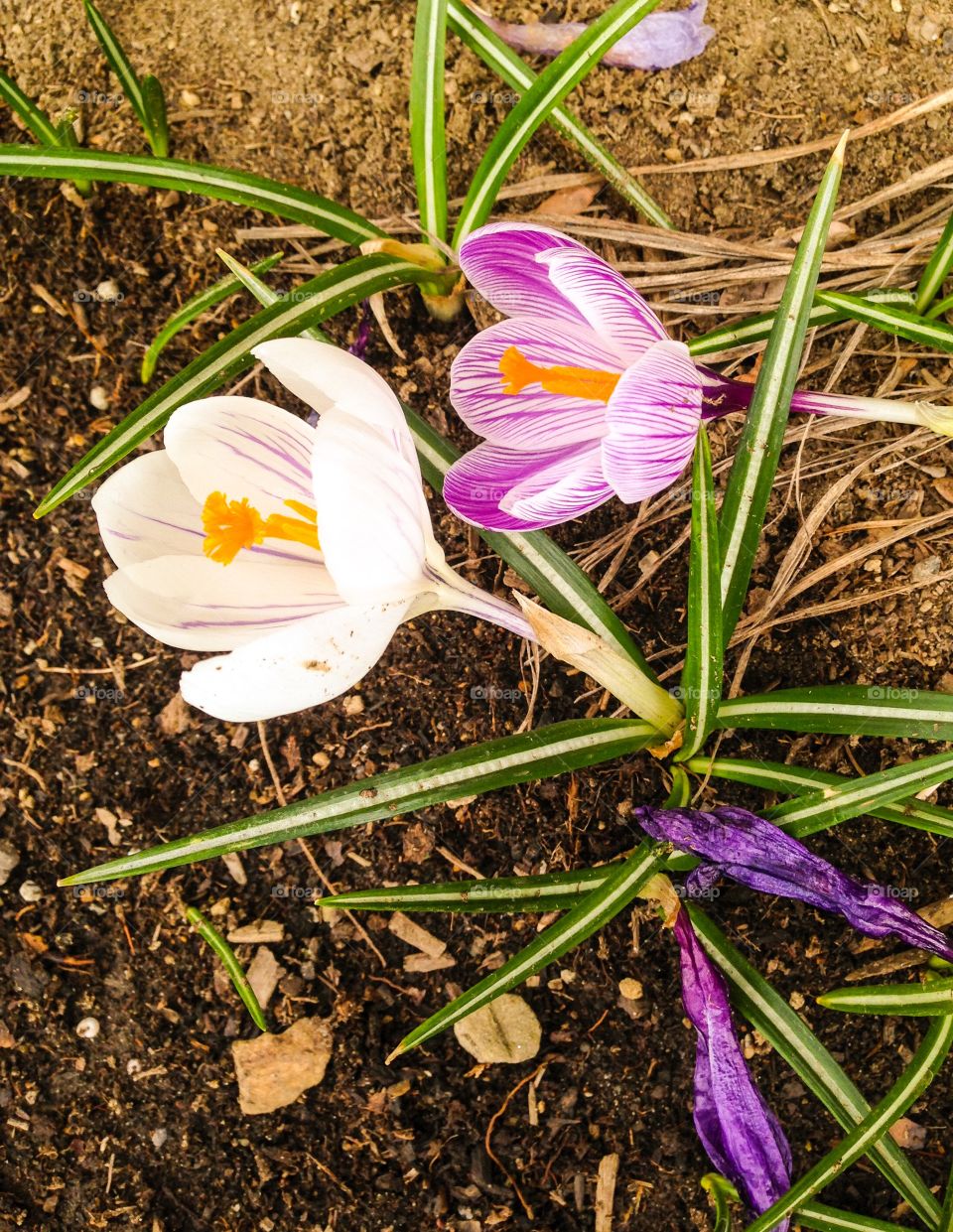 Two Blooming Crocuses