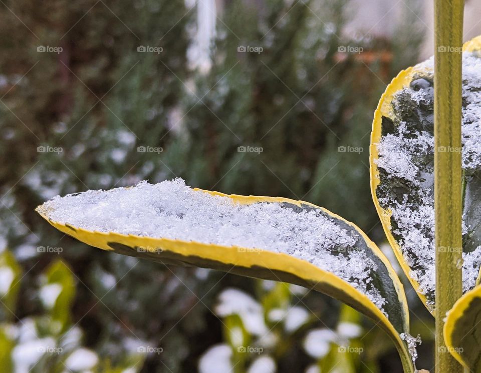 snow on the small leaves