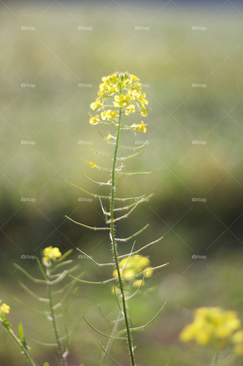 Bog Yellowcress