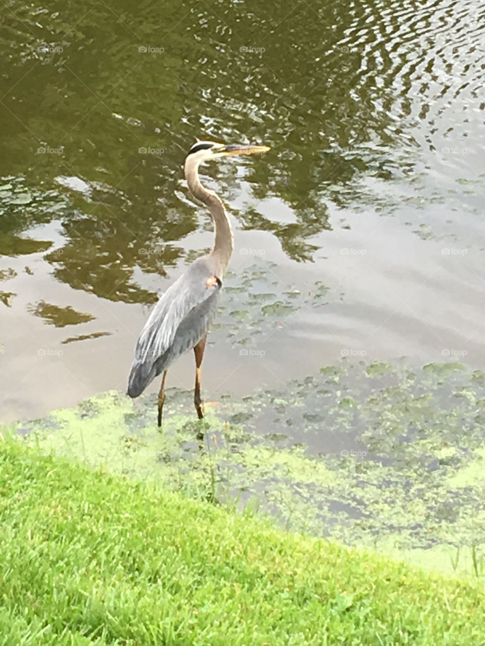 Heron in the pond with a cool reflection