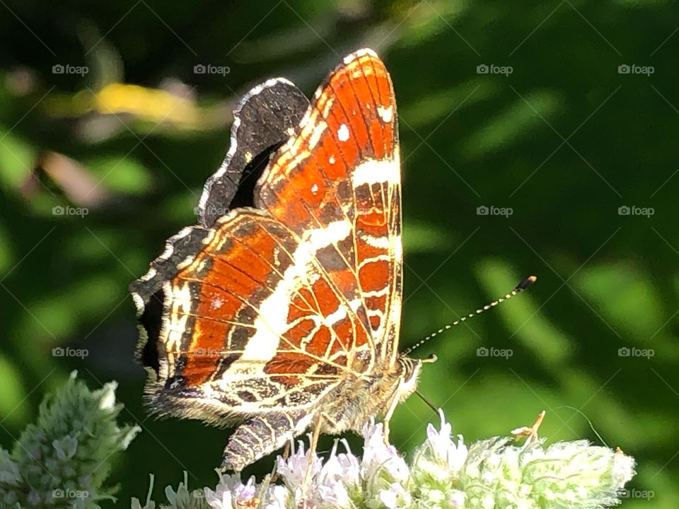 The sunlight brings out red color 